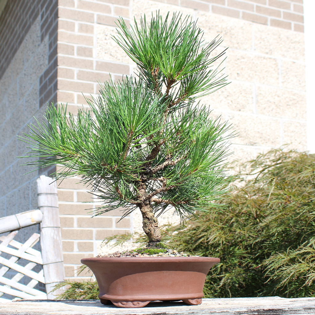 Japanese Black Pine - DT0825JBPN