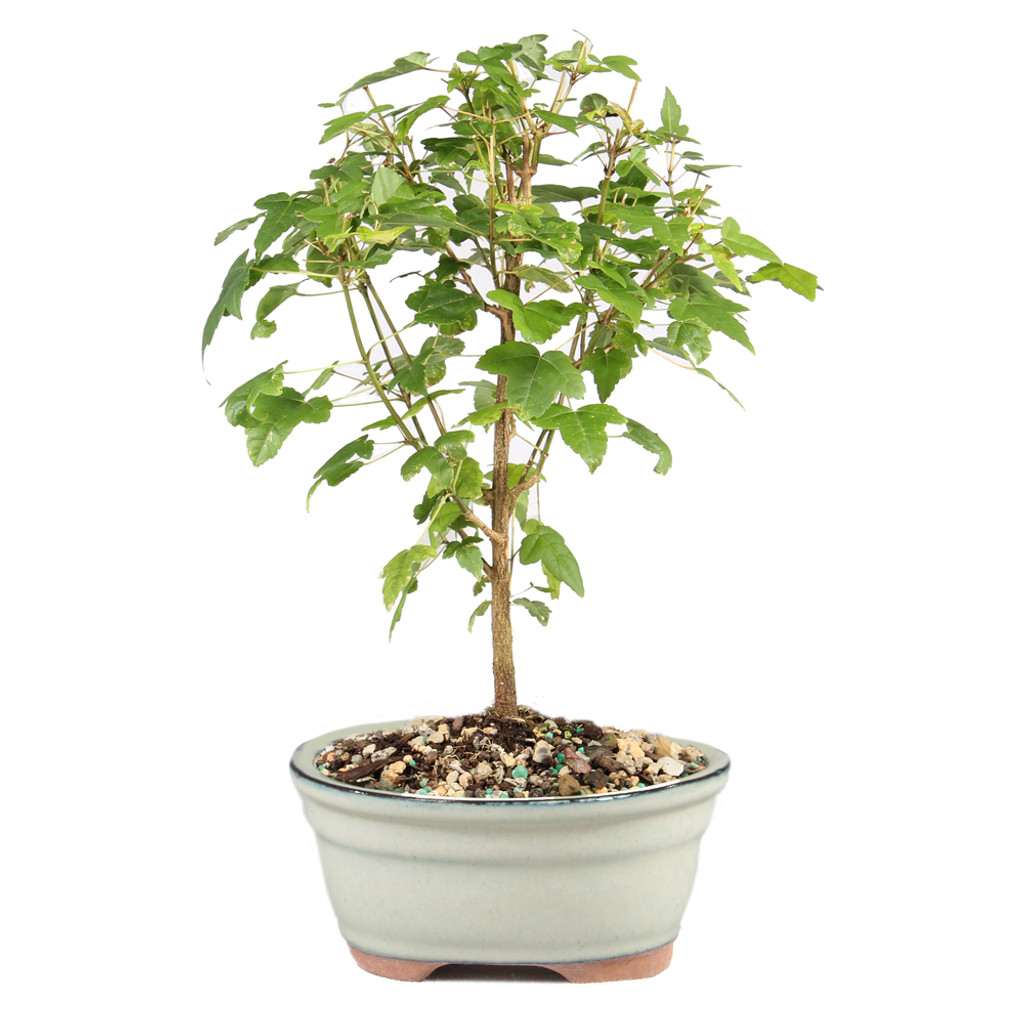Trident Maple - DT0925TM