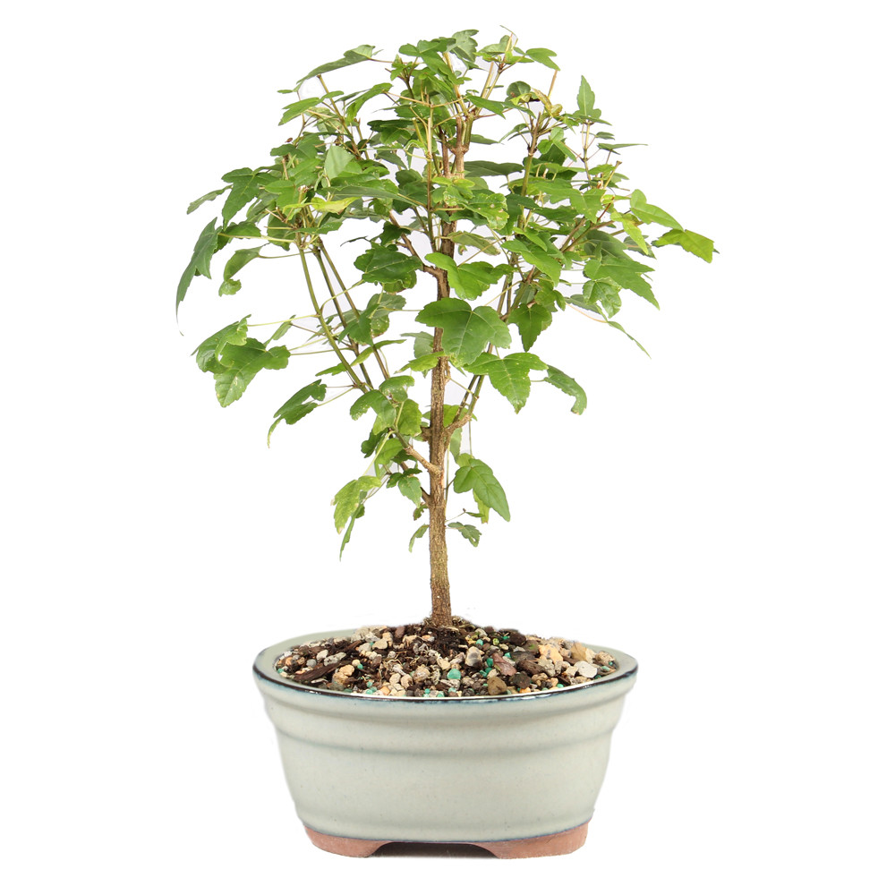 a small tree in a pot