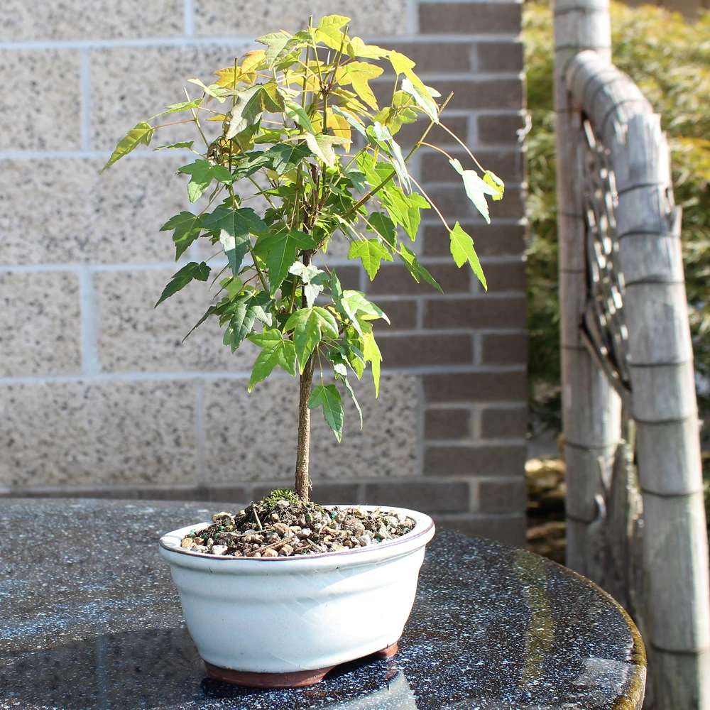 a small tree in a pot