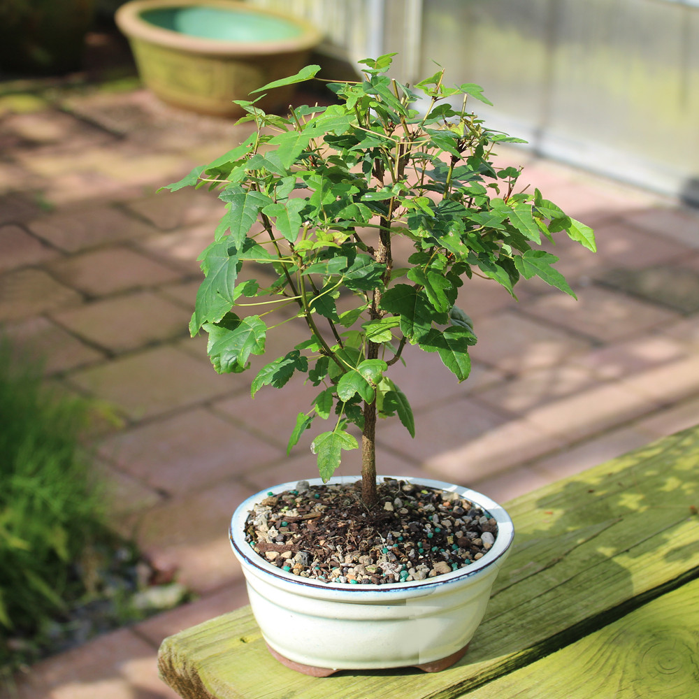 a small tree in a pot