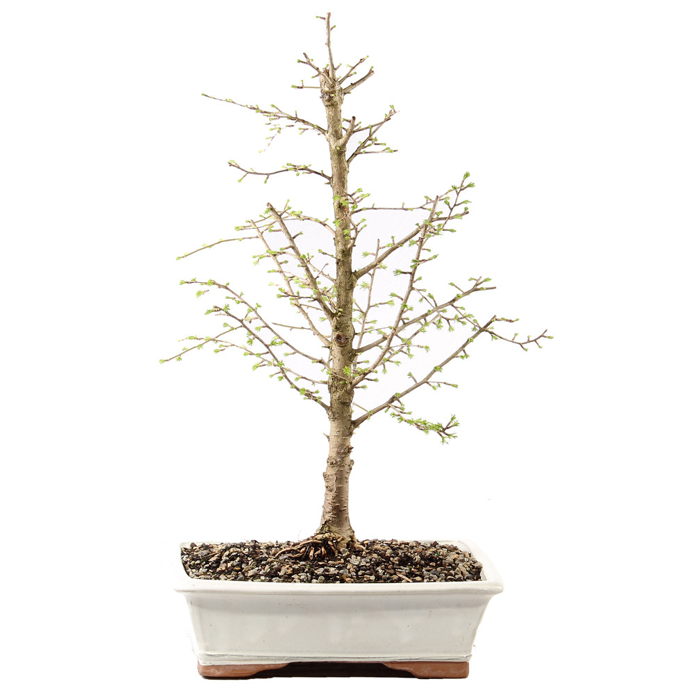 Golden Larch - ST3025GL-B