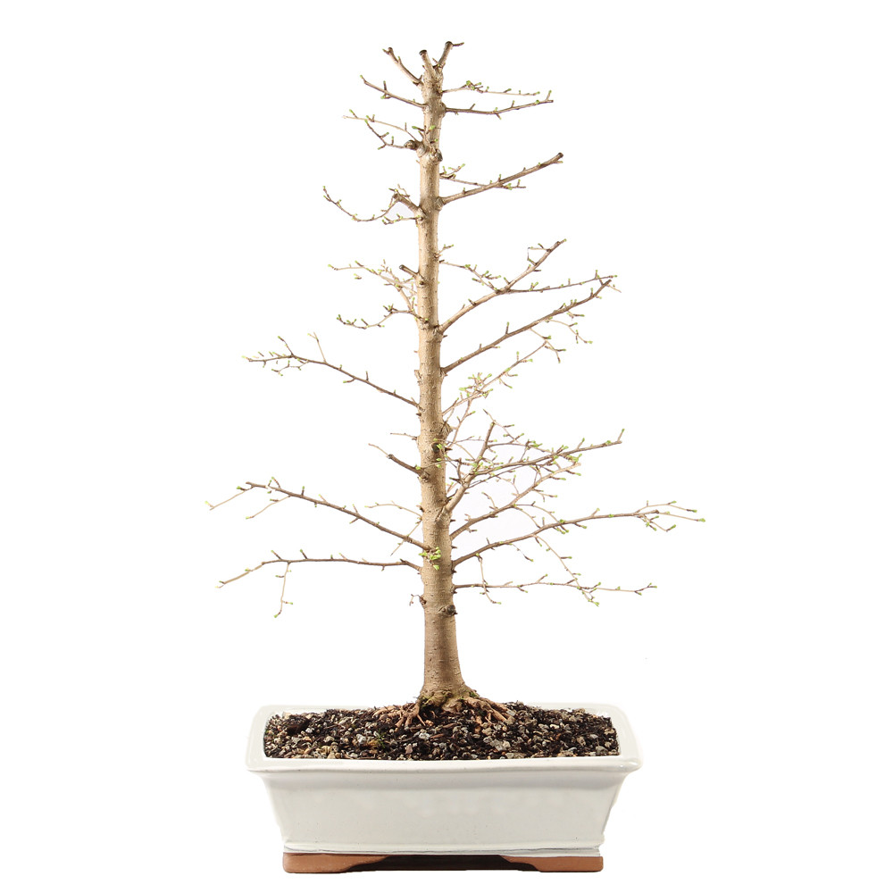 Golden Larch - ST3025GL-I