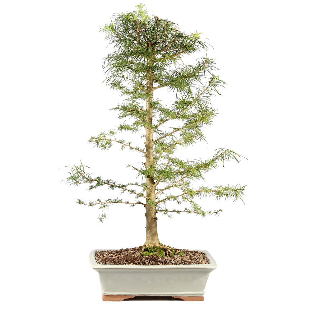 Golden Larch - ST3025GL-I