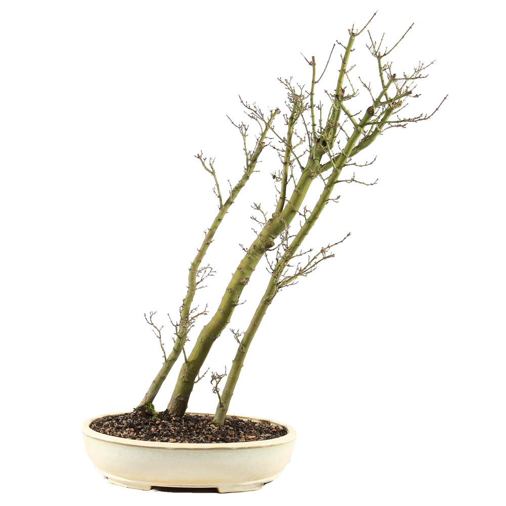 a potted plant with green leaves