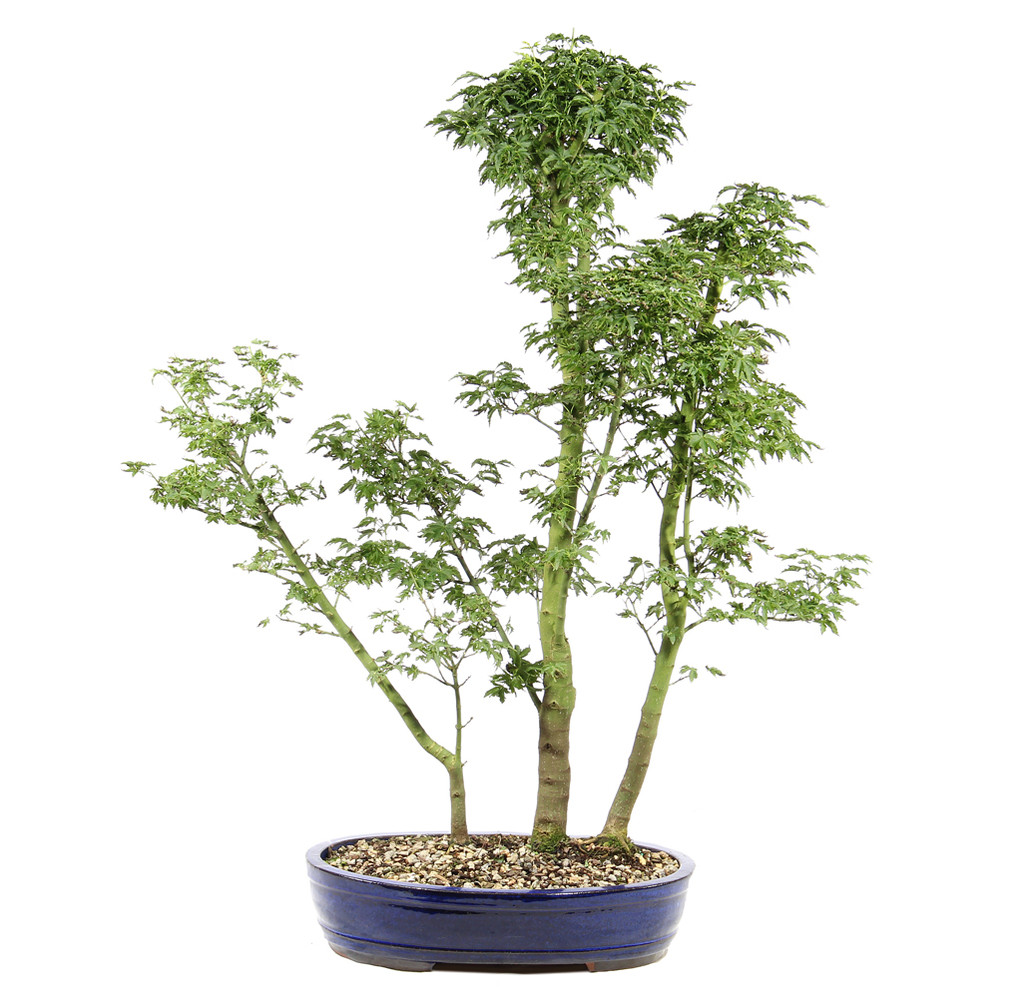 Japanese Maple - ST3625JMSG-B