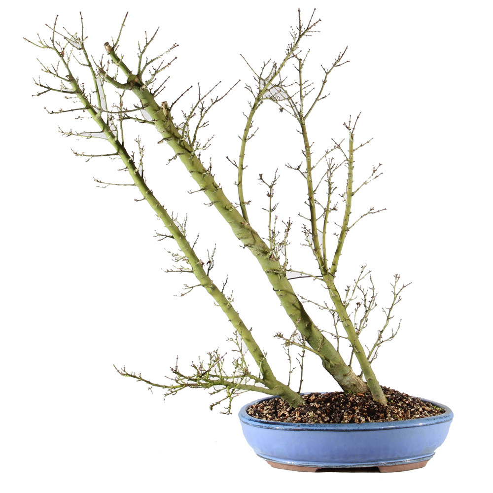 Japanese Maple - ST3625JMSG-C