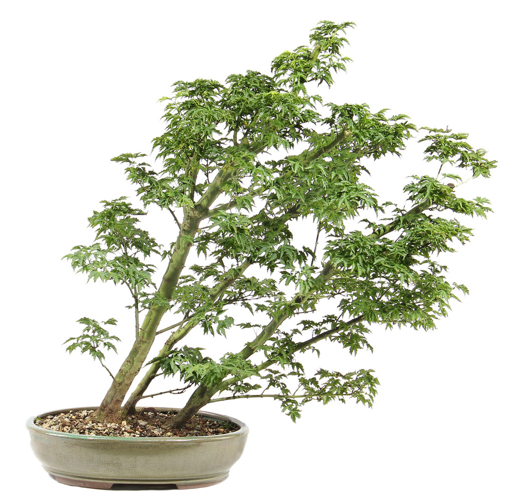 a potted plant with green leaves