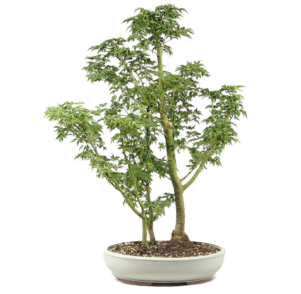 Japanese Maple - ST3625JMSG-H