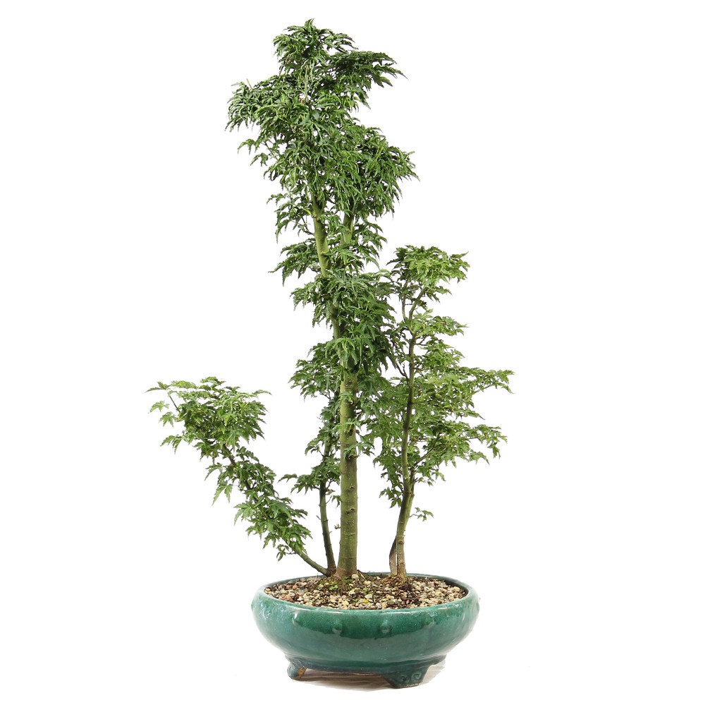 Japanese Maple - ST3625JMSG-I