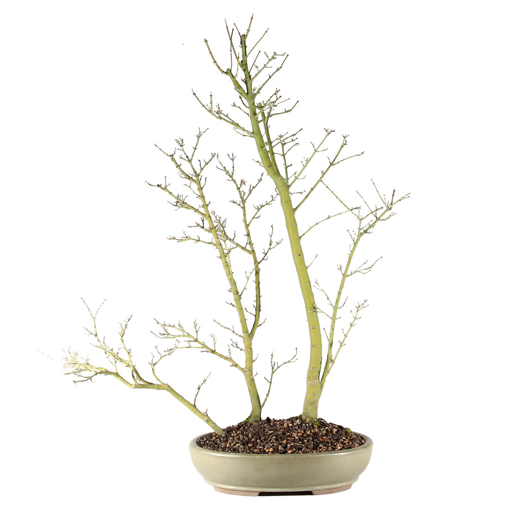 Japanese Maple - ST3625JMSG-K