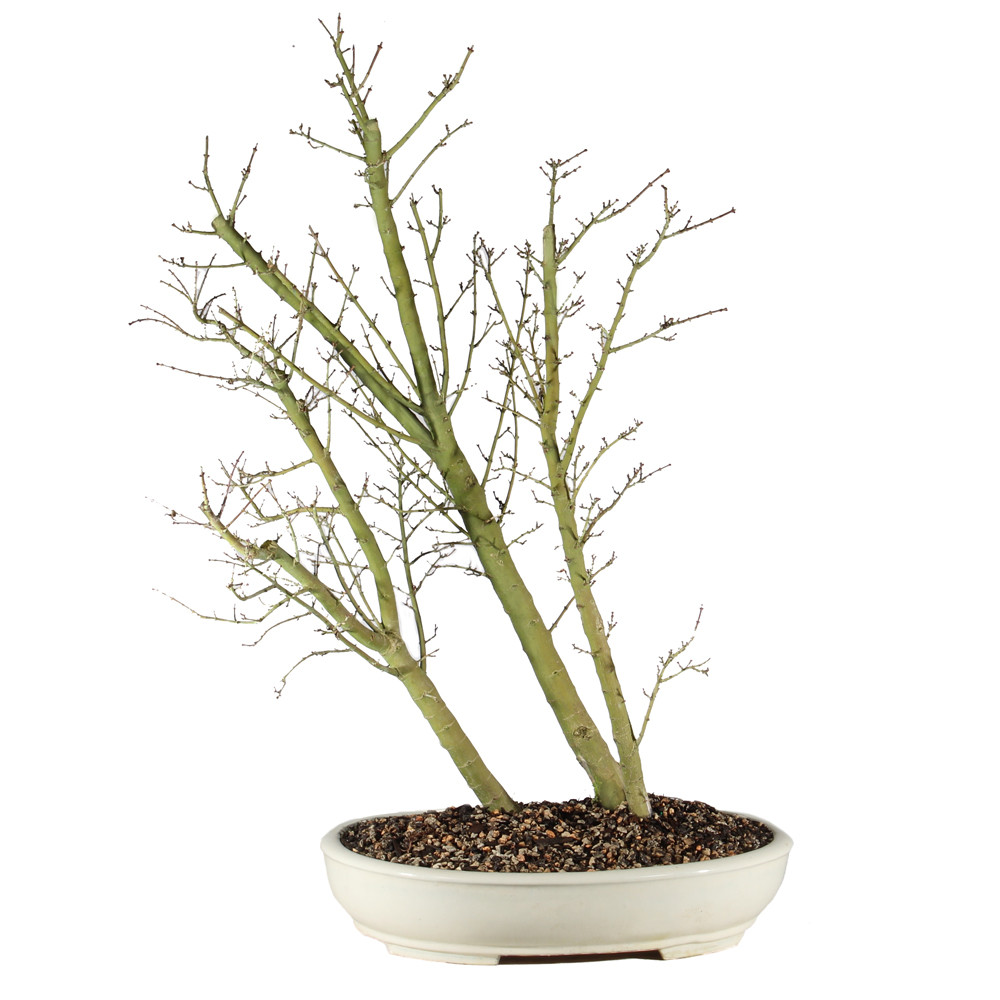 Japanese Maple - ST3625JMSG-L