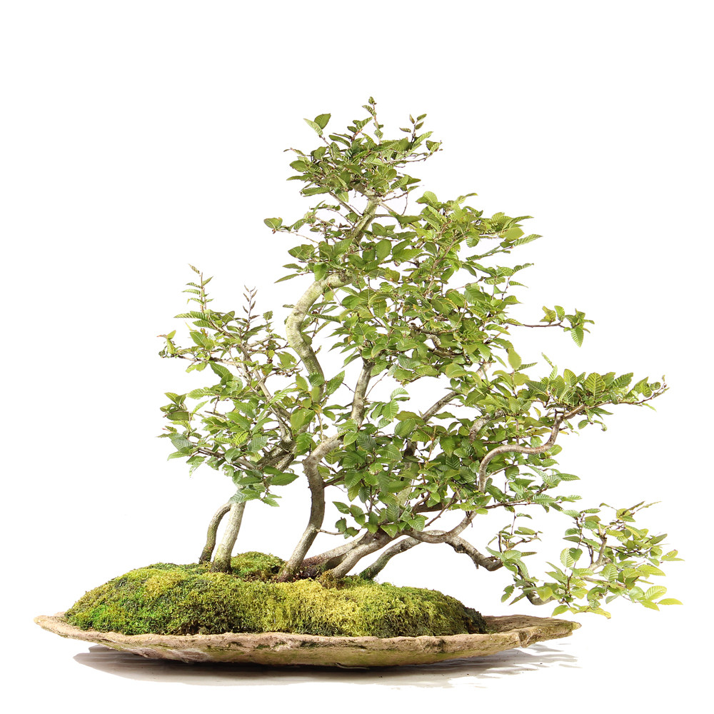 Korean Hornbeam - ST3825KH-B