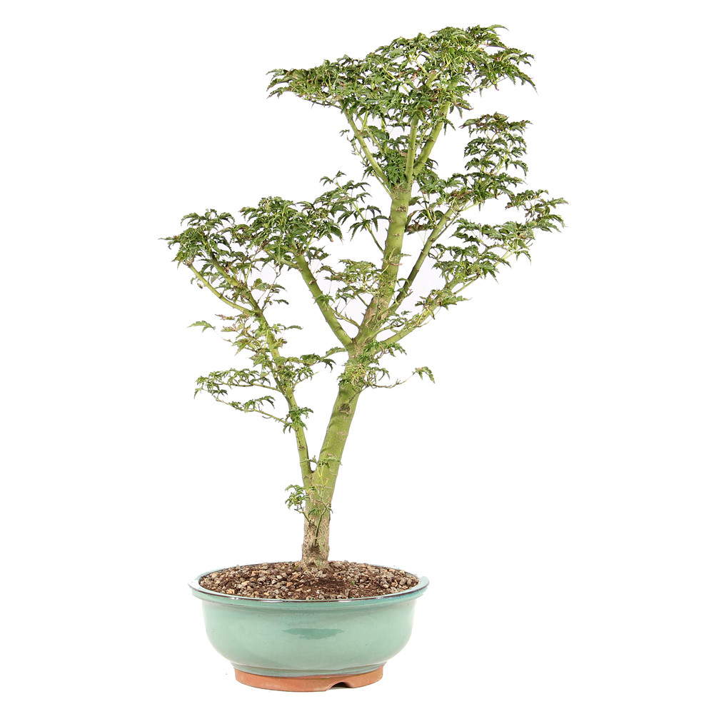a small tree in a pot