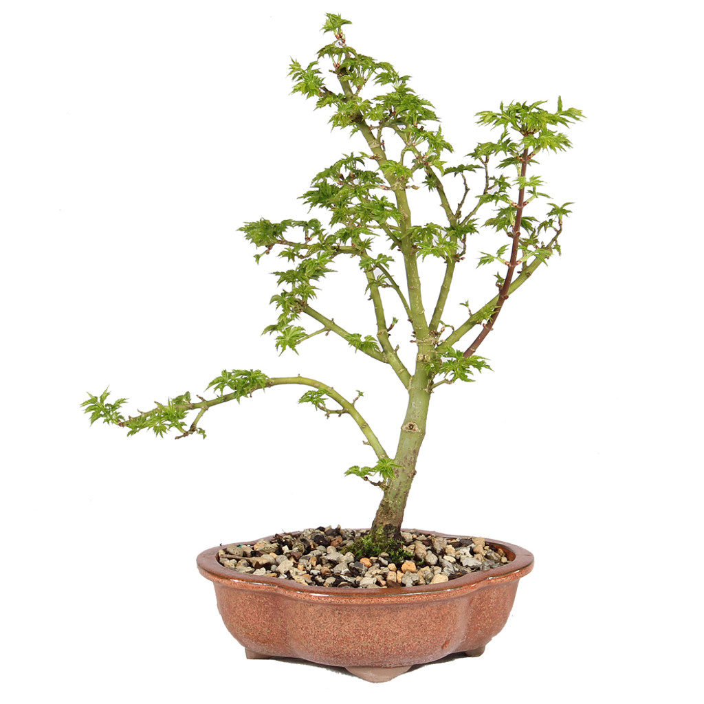 Japanese Maple - ST5125JMSG-D