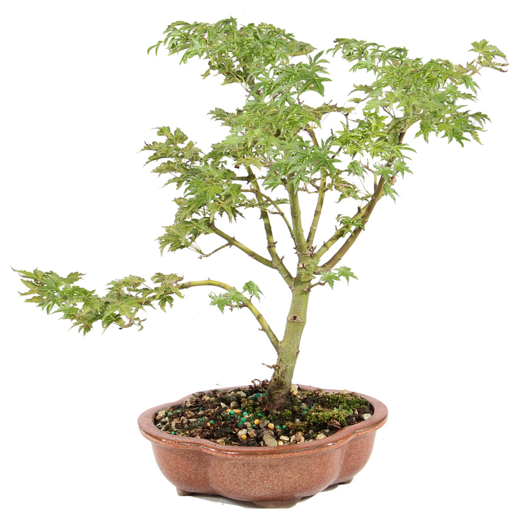 Japanese Maple - ST5125JMSG-D