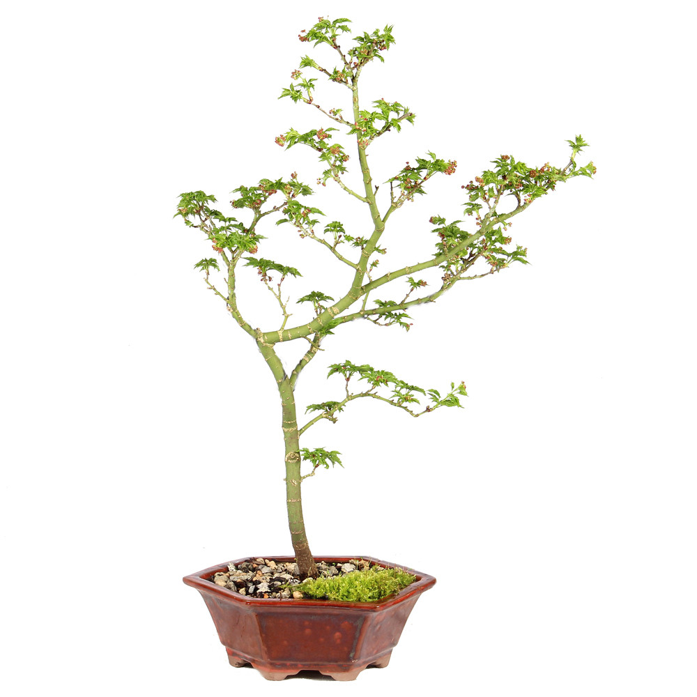 a small tree in a pot