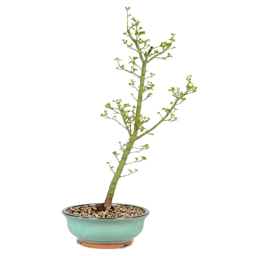 a small tree in a pot