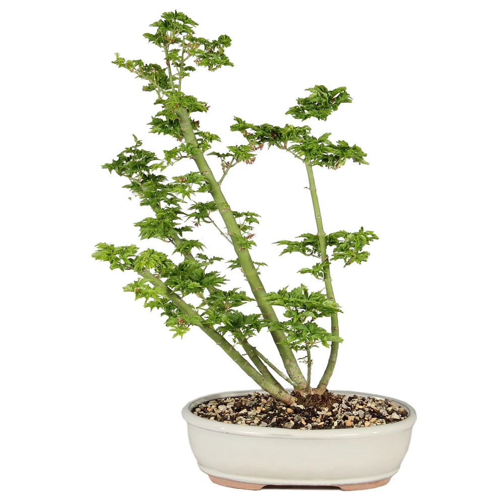 a plant in a pot