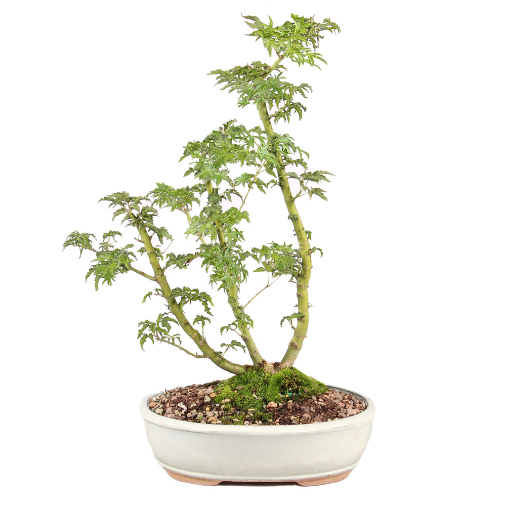 a plant in a pot
