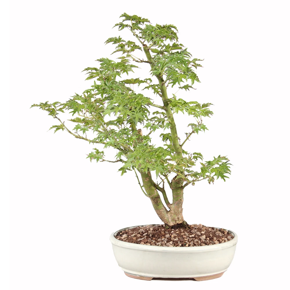 a small tree in a pot