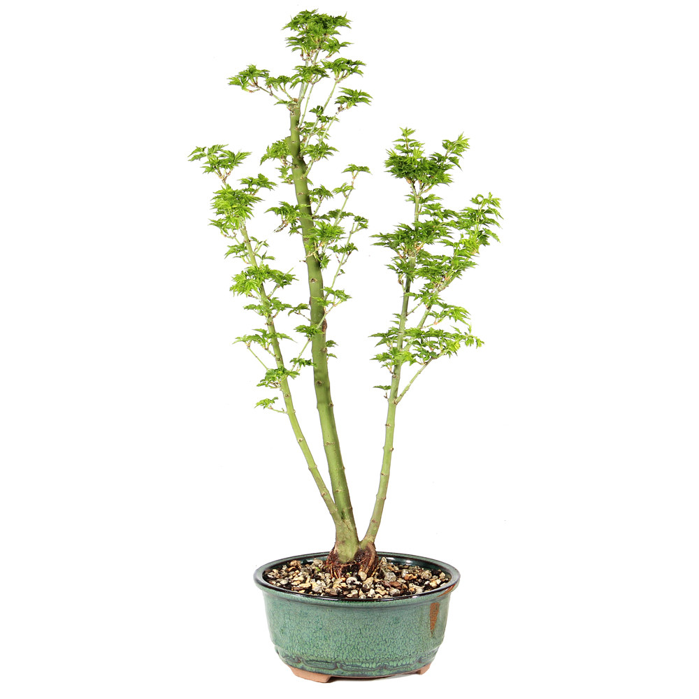 a green plant in a pot