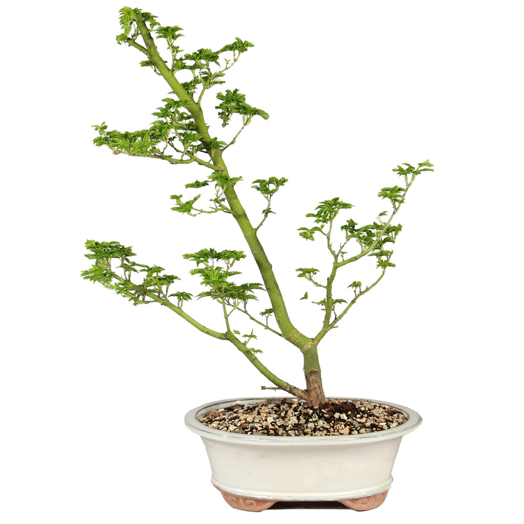 Japanese Maple - ST5225JMSG-L