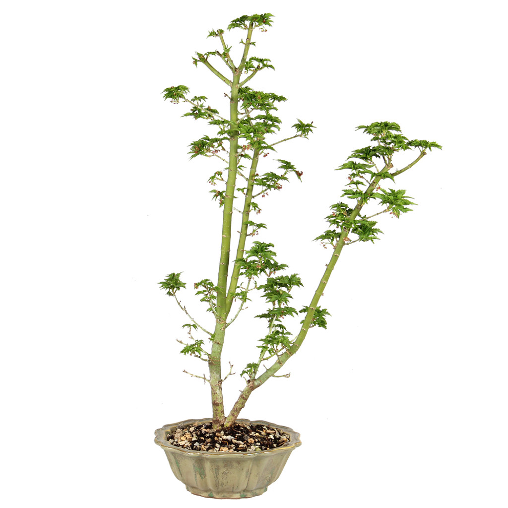 Japanese Maple - ST5225JMSG-M