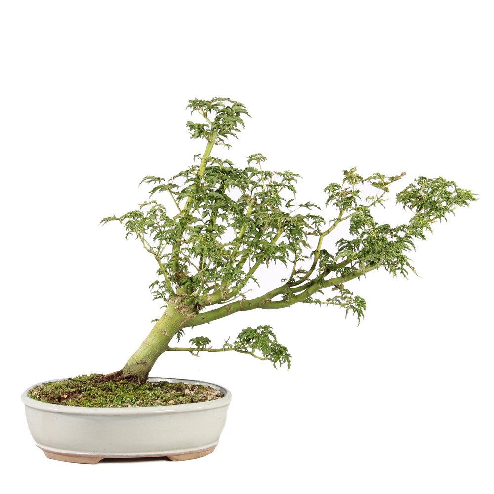 a small tree in a pot