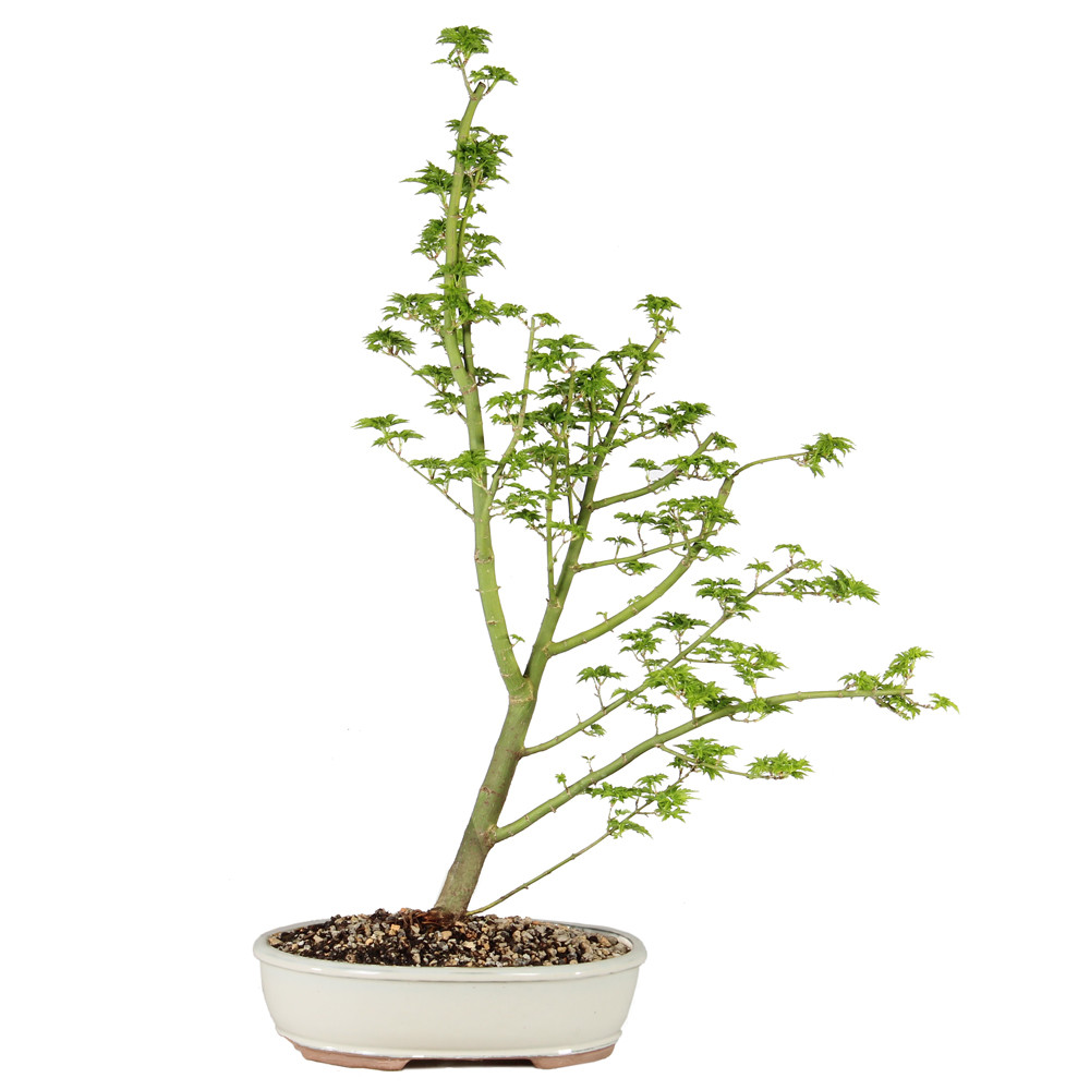 a small tree in a pot