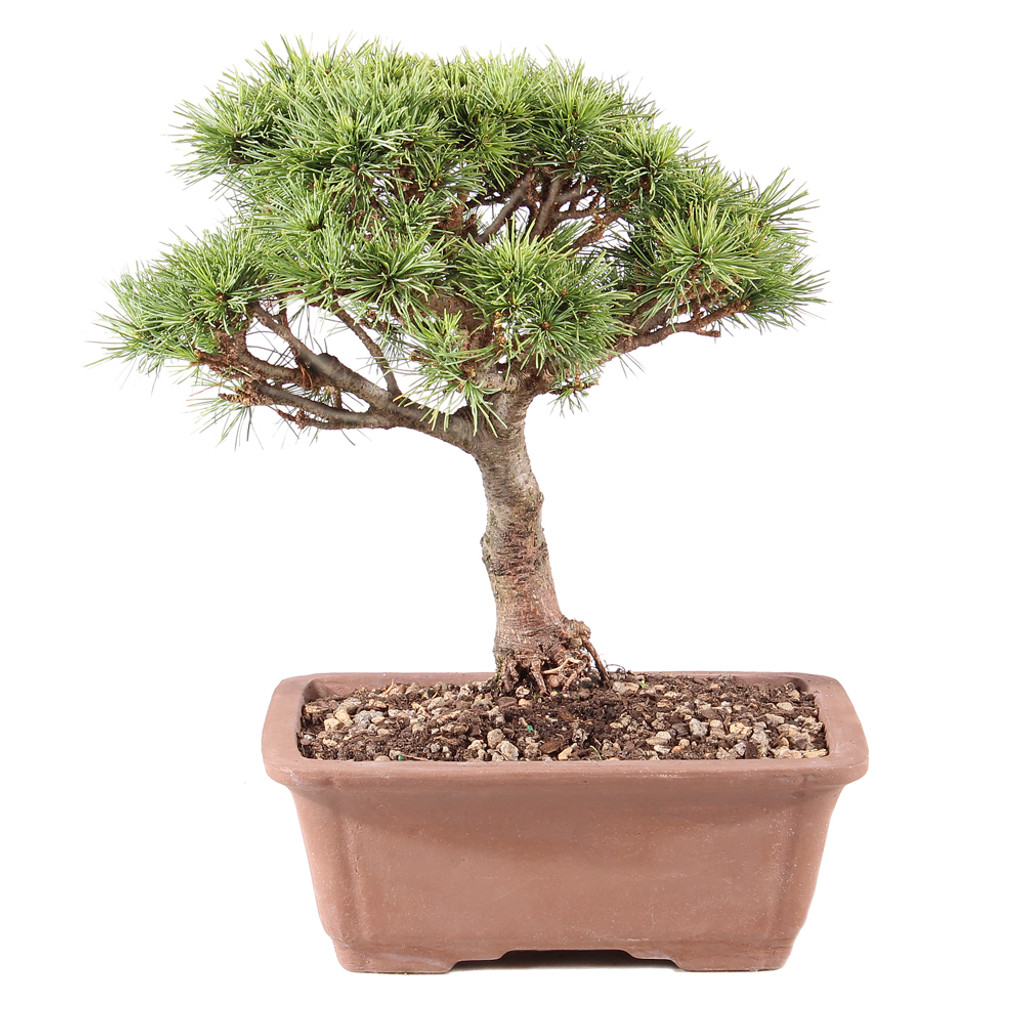 Japanese White Pine - ST8725CEP-D