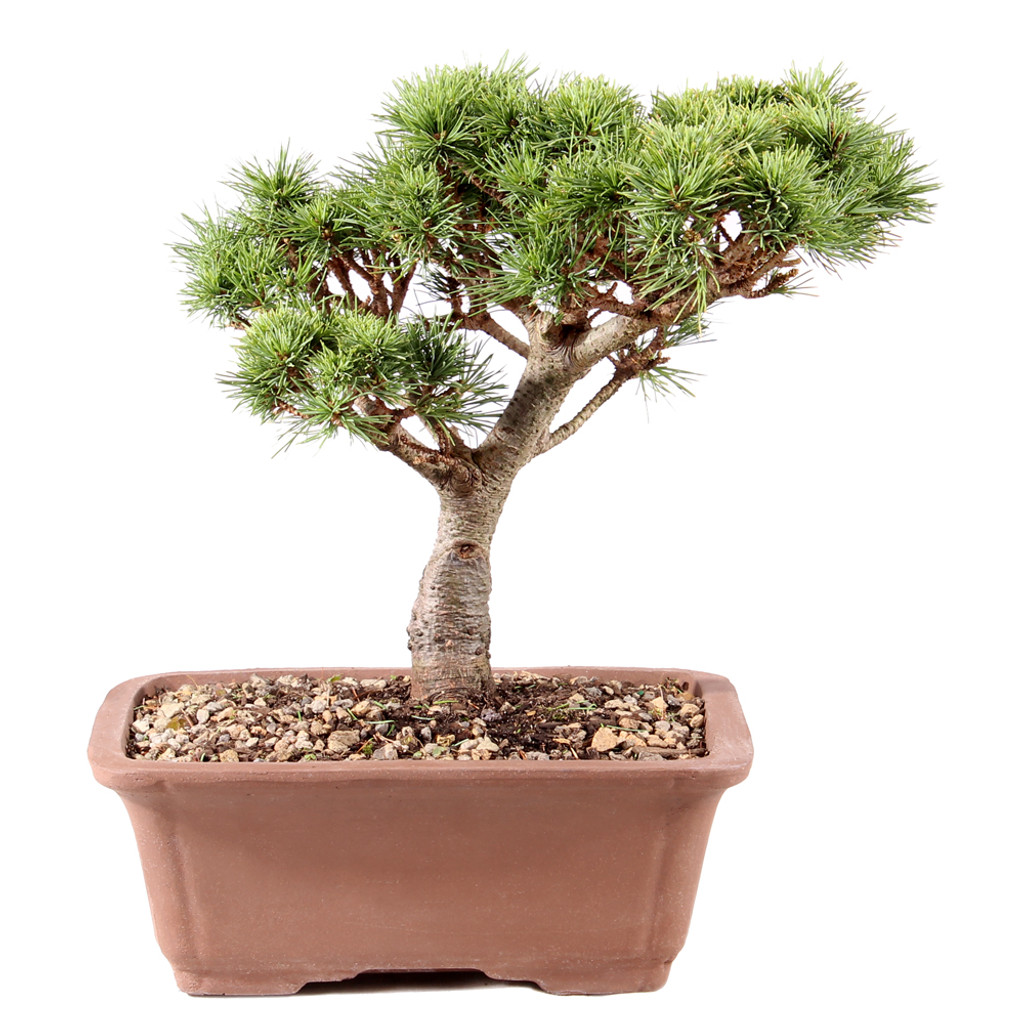 Japanese White Pine - ST8725CEP-I