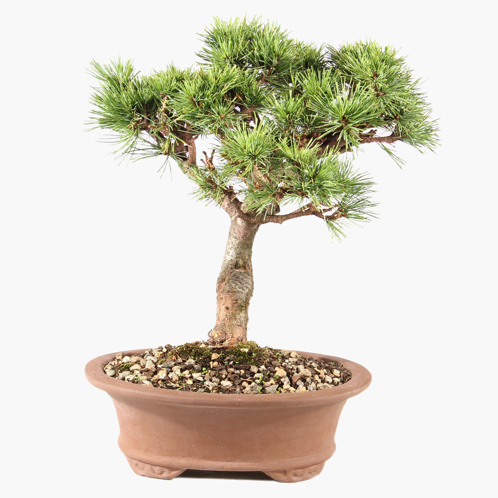 Japanese White Pine - ST8725CEP-S