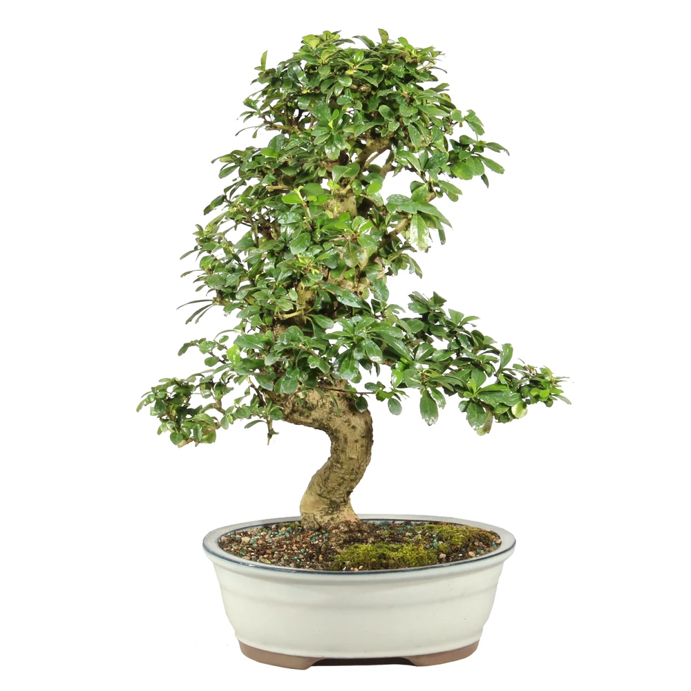 Fukien Tea in a bonsai container