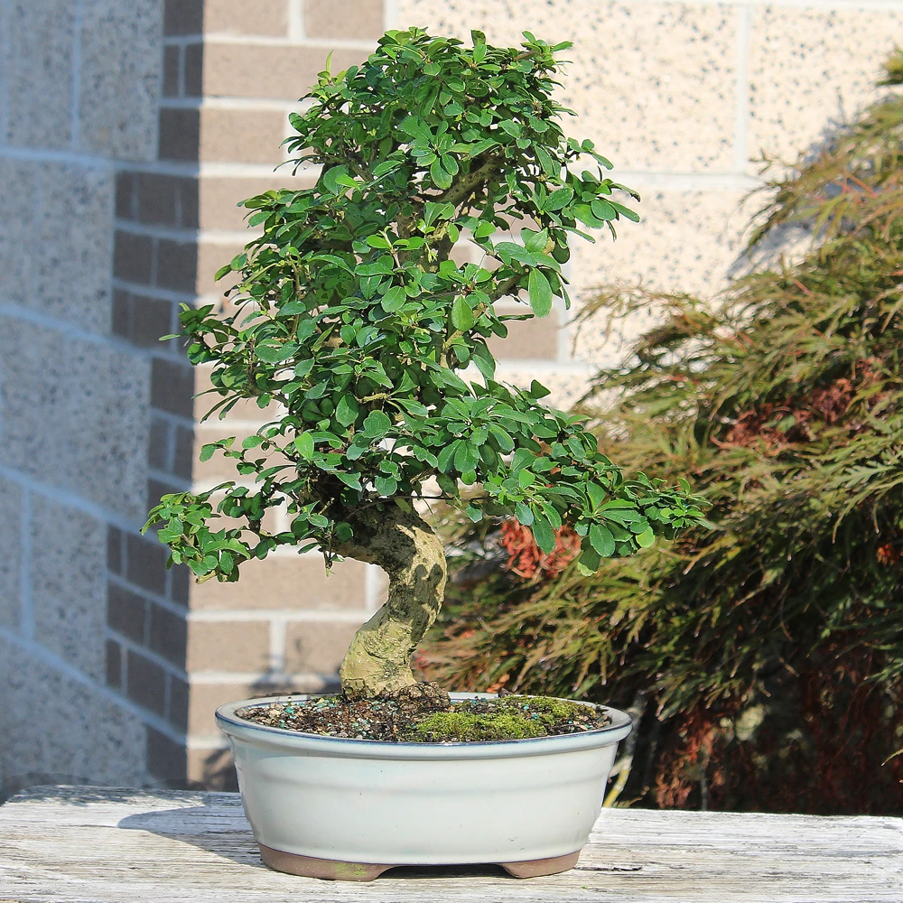 Fukien Tea diplayed outdoors