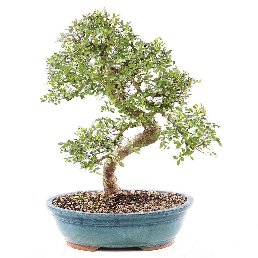 a bonsai tree in a blue pot