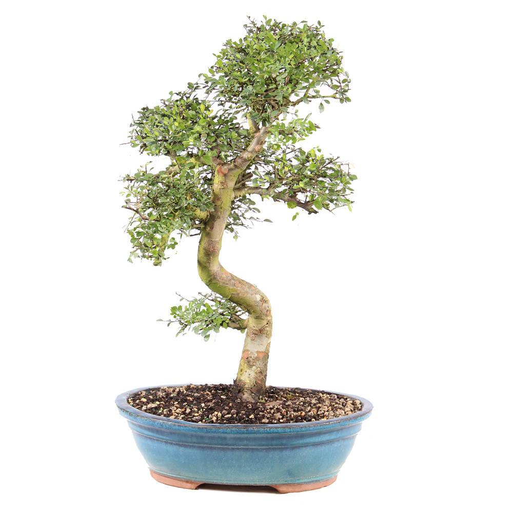a bonsai tree in a blue pot