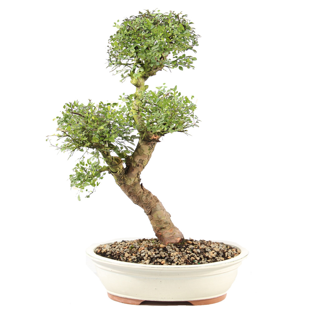 a bonsai tree in a white pot