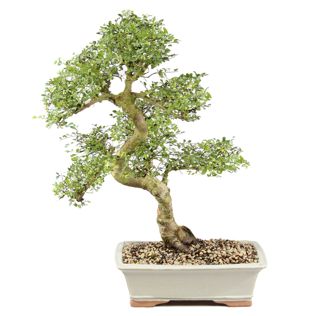 Chinese Elm - ST9125CE-Y