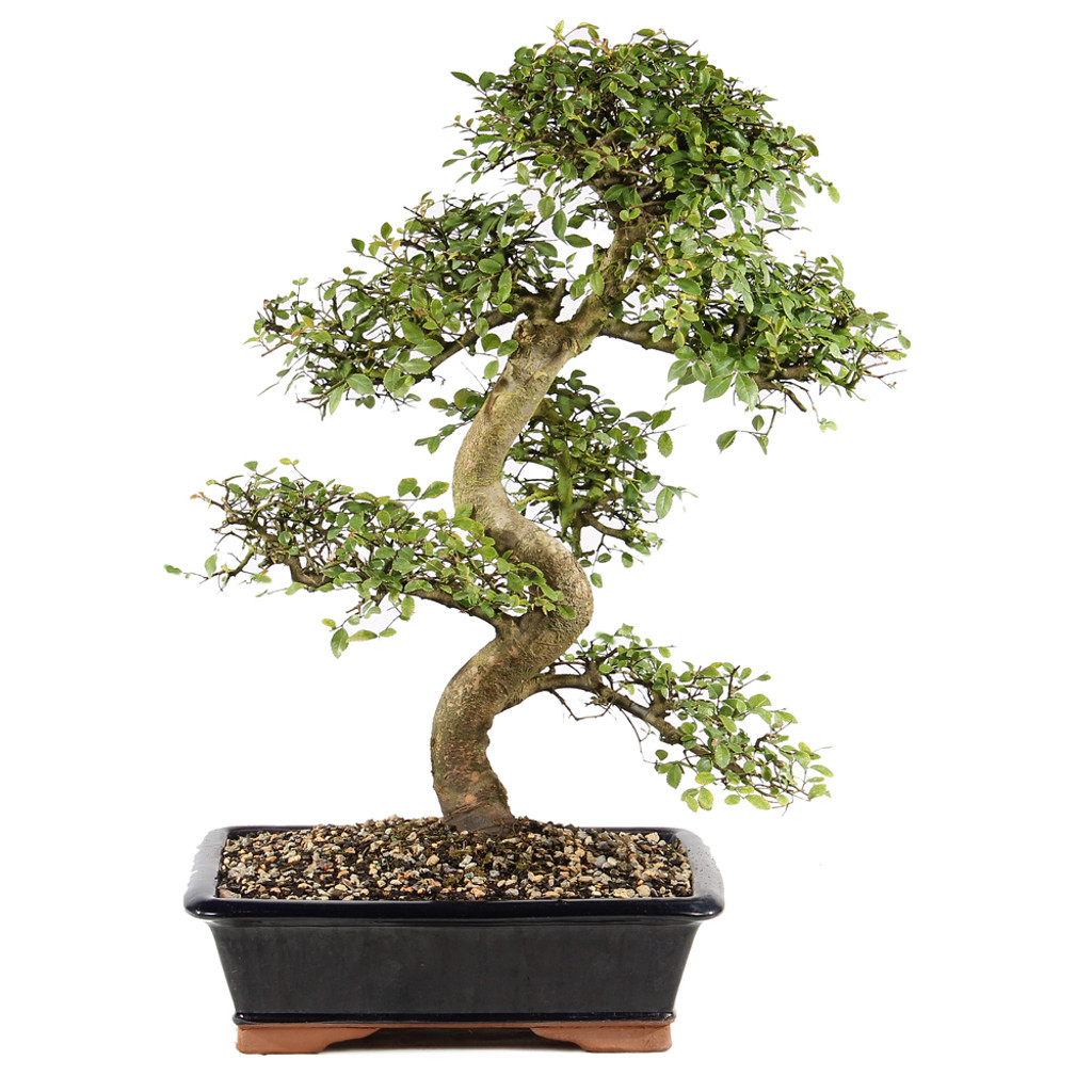 Chinese Elm - ST9225CE-A