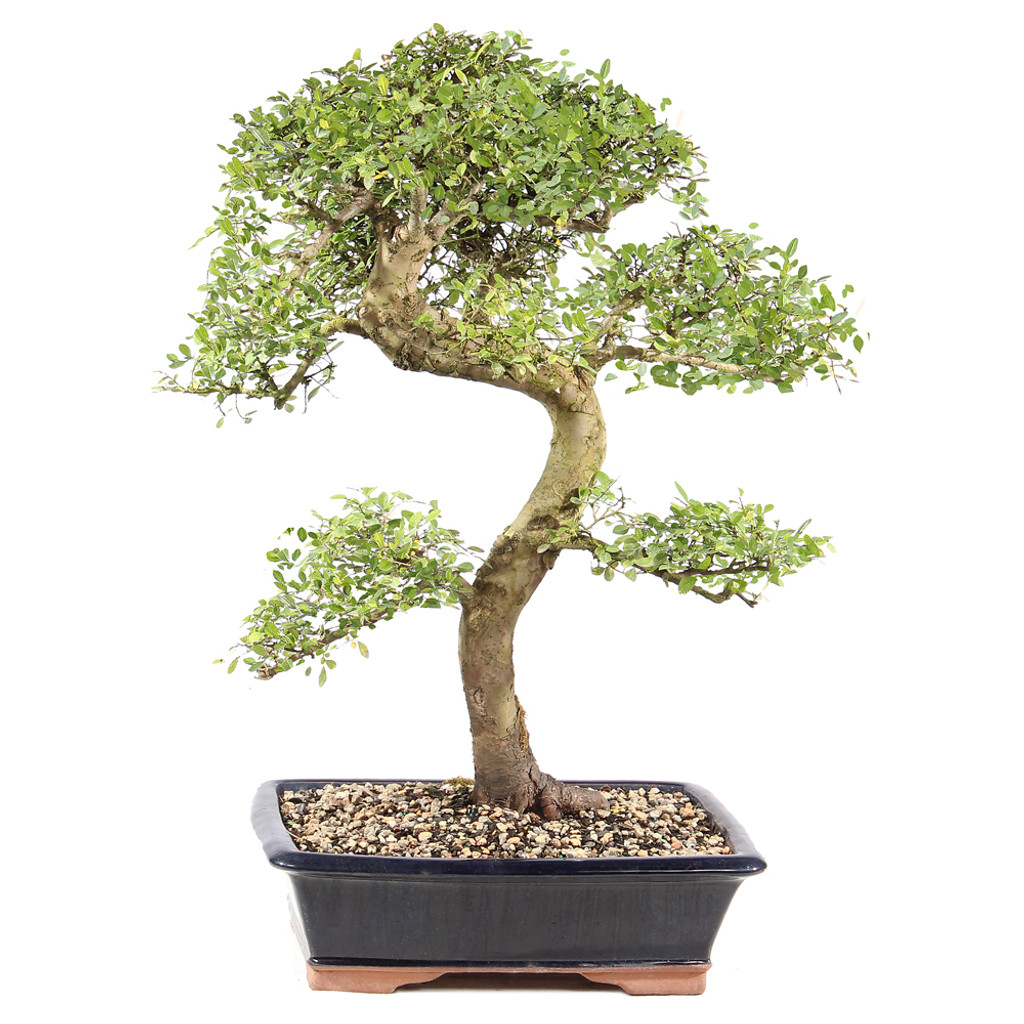 Chinese Elm - ST9225CE-B
