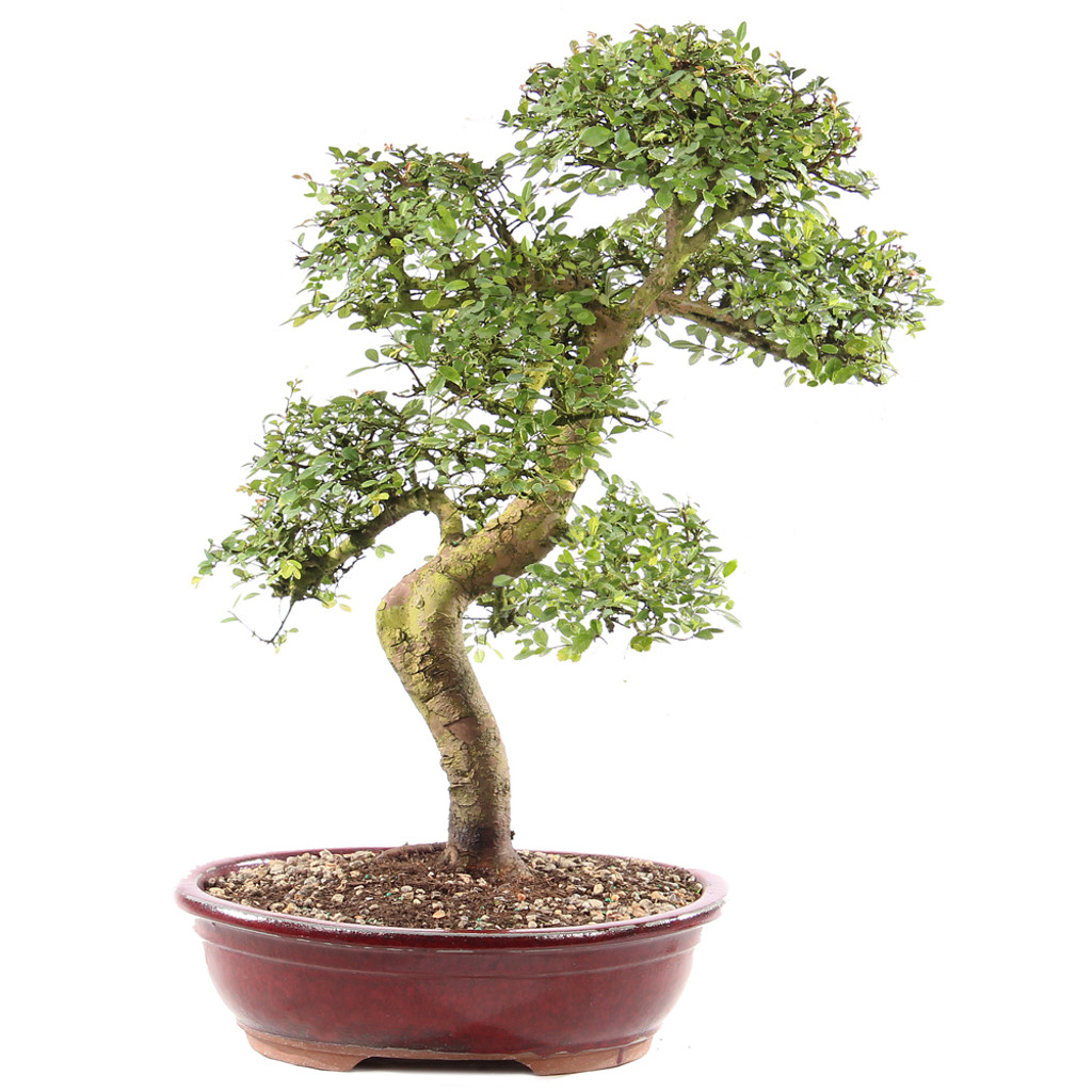Chinese Elm - ST9225CE-D