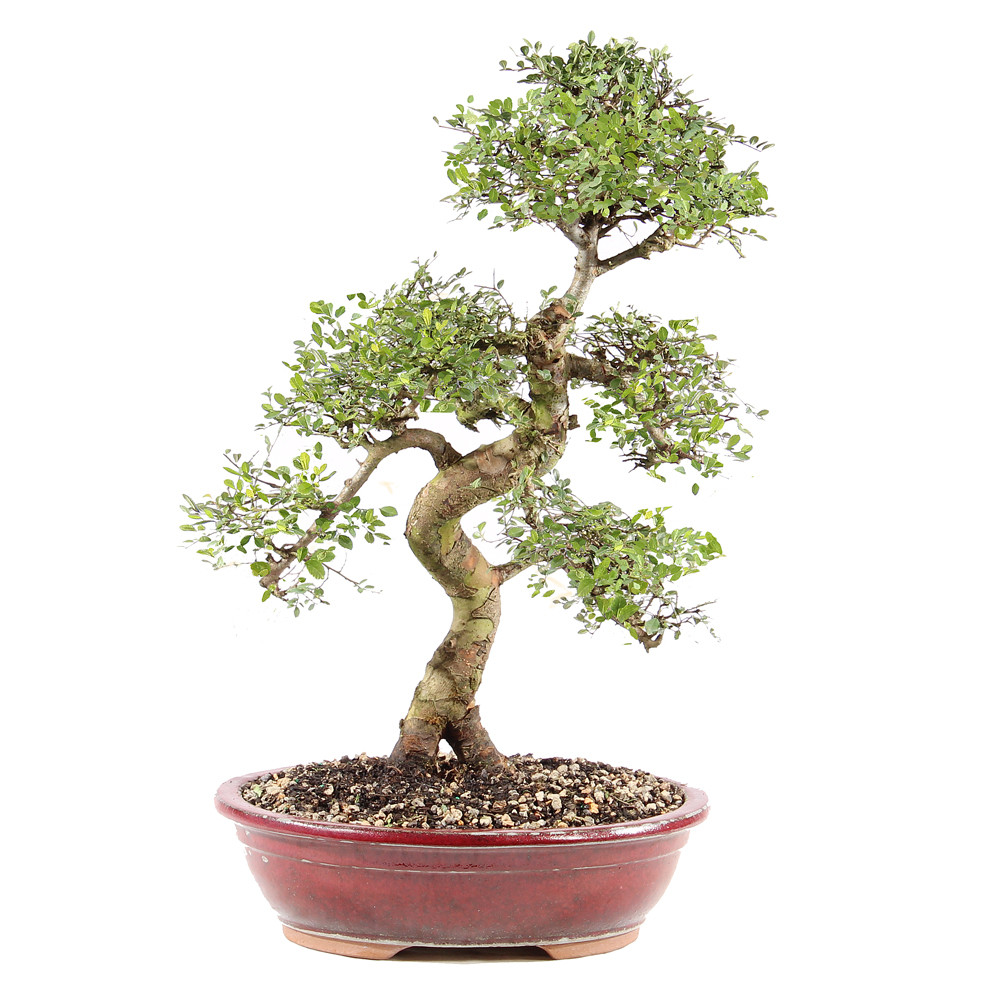 a bonsai tree in a red pot