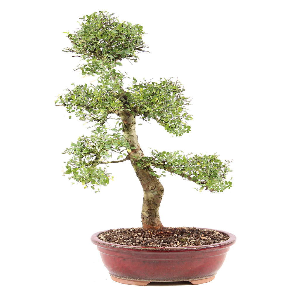 a small tree in a pot