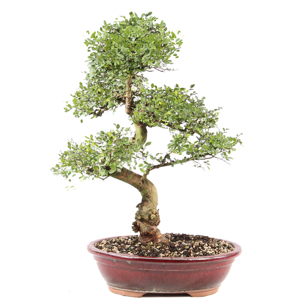 Chinese Elm - ST9225CE-X