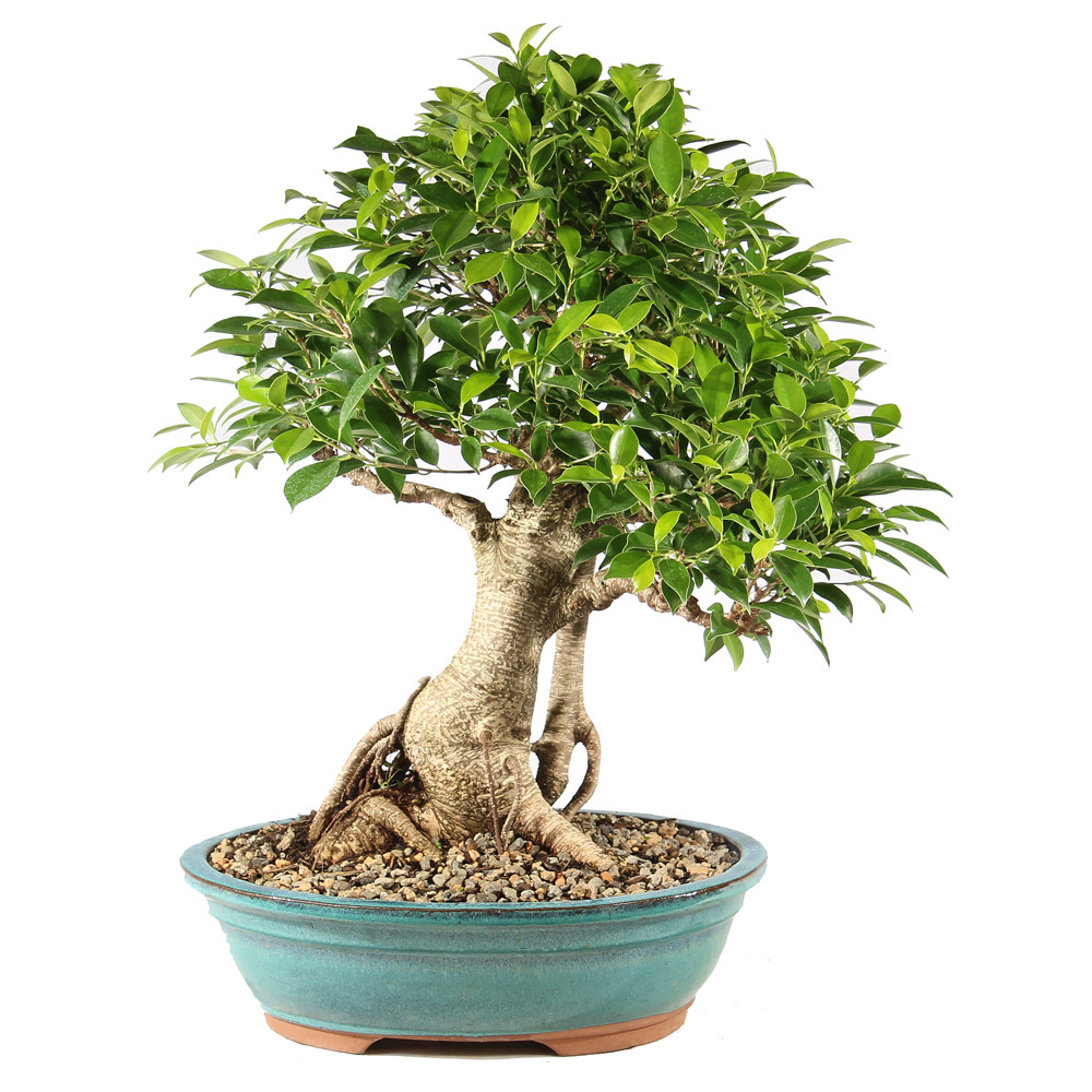 Golden Gate Ficus - ST9625GGF-B