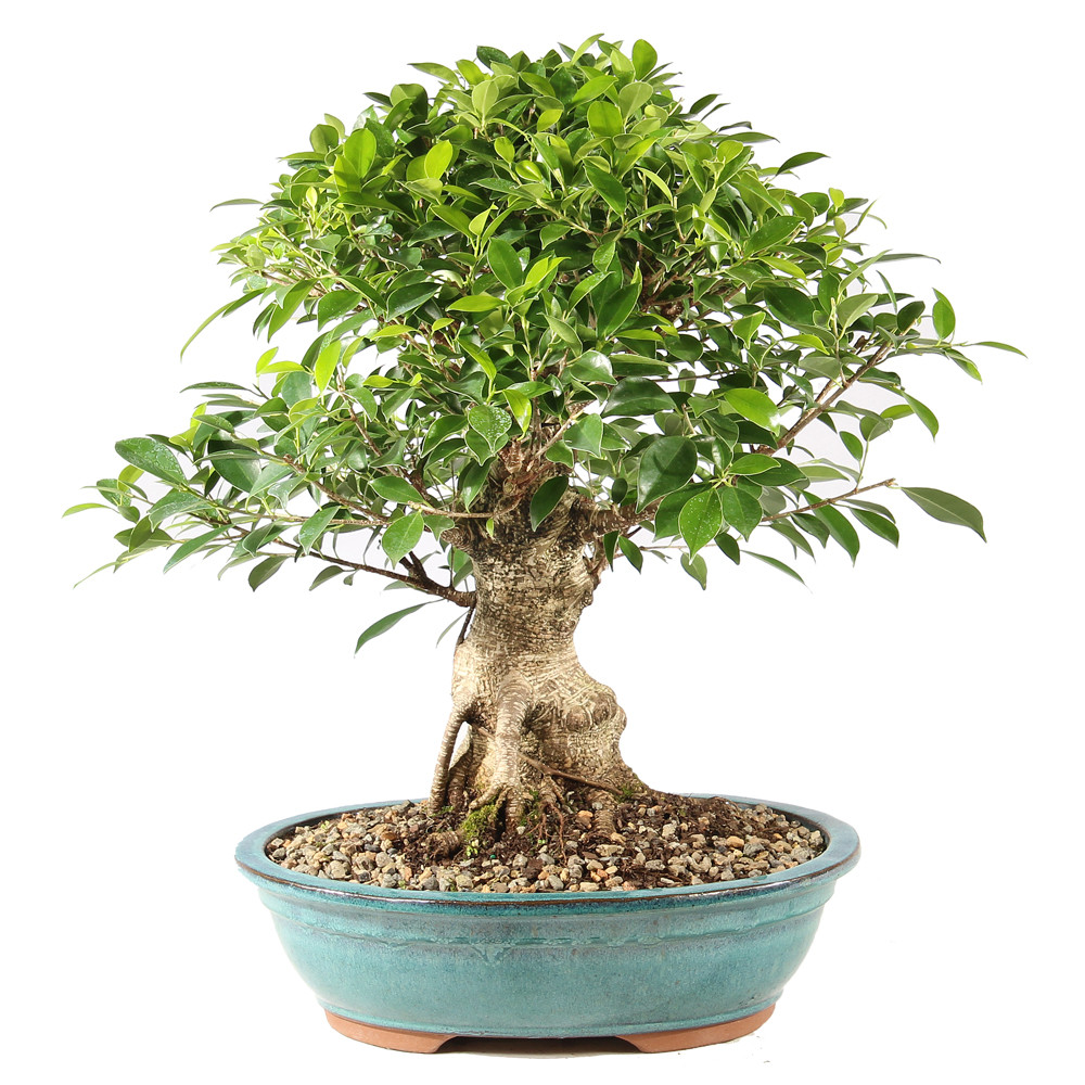 Golden Gate Ficus - ST9625GGF-C