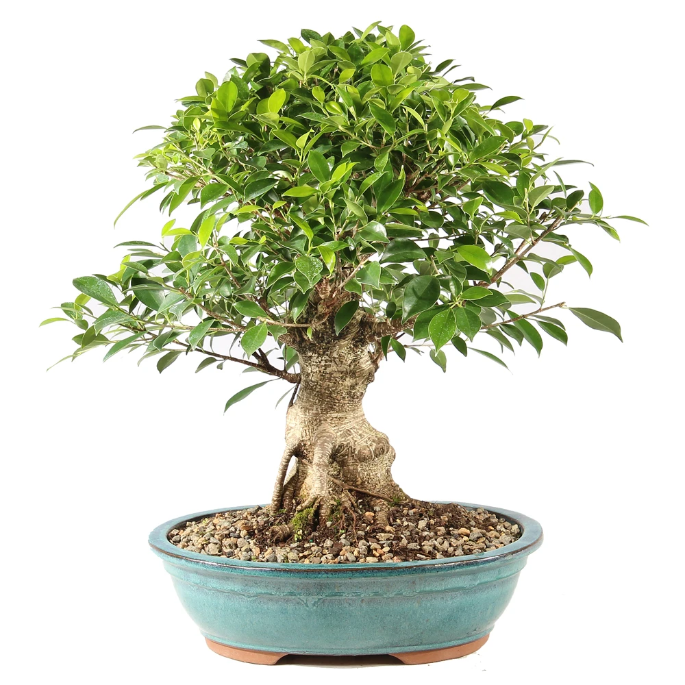a small tree in a pot