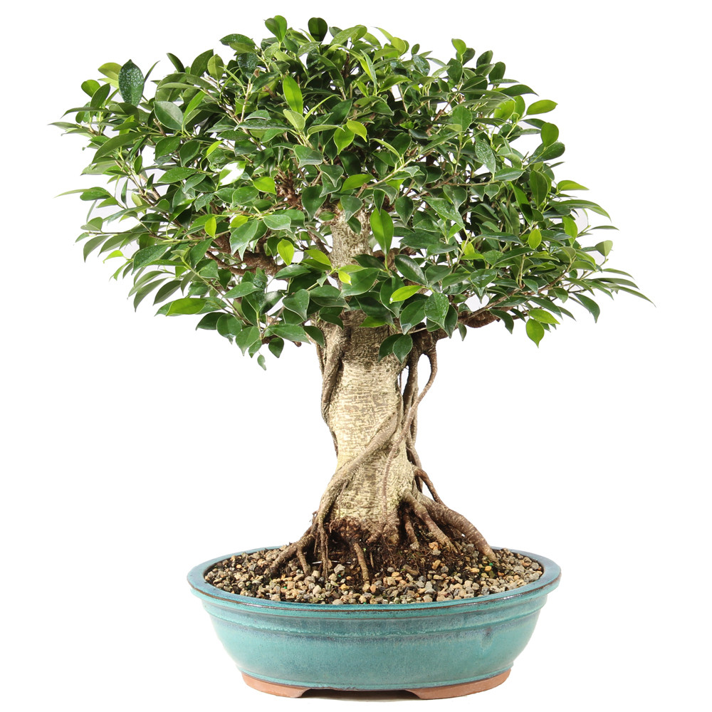 Golden Gate Ficus - ST9625GGF-D