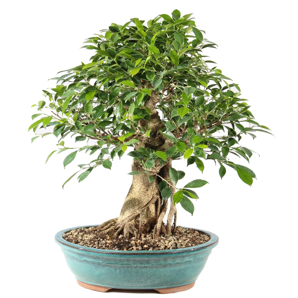 a bonsai tree in a pot
